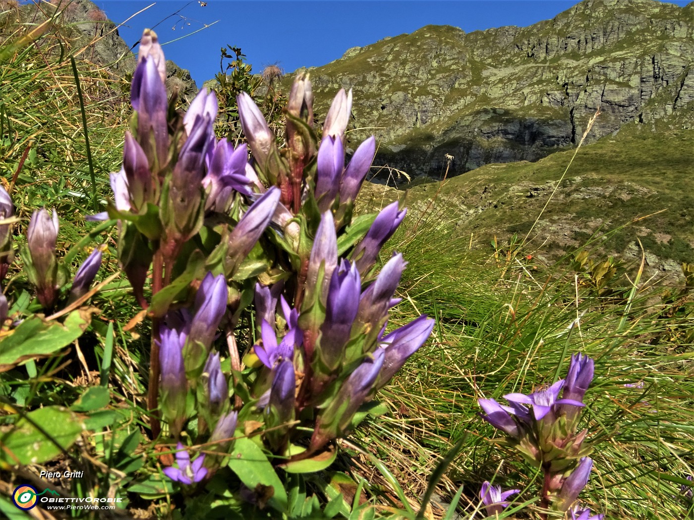 20 Genzianella germanica (Gentianella rhaetica o forse anisodonta) con vista verso il Ponteranica.JPG
